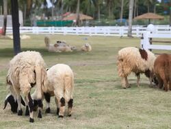 Sheep group are grazing in a farm Stock Footage