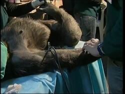 Zoos controlling some captive animal populations News Clip
