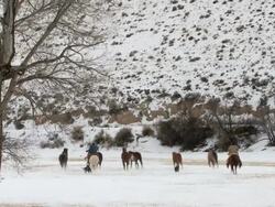 WS Horses galloping in snow in front of white mountains and being herded by cowboy and cowgirl / Shell, Wyoming, United States Stock Footage