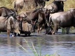 Great Wildebeest Migration in Kenya Stock Footage