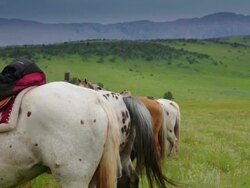 Saddle horses tied off at corral Stock Footage