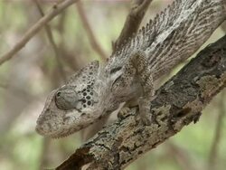  MS CU Speckled chameleon on tree branch / Japan Stock Footage