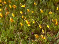 WS View of Orange Namaqualand daisies with closed flower heads / Namaqualand, Northern Cape, South Africa Stock Footage