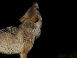 Wolves Stock Footage