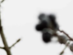 Frozen berries (1080p) Stock Footage