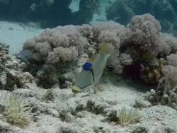 Arabian picasso triggerfish (Rhinecanthus assassi) fanning and guarding its transparent egg mass. Filmed in Abu Nuhas, Red Sea Stock Footage
