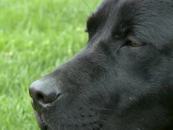 HD: Dog's head Stock Footage