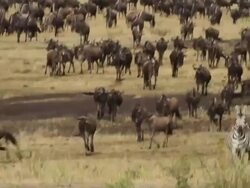 blue wildebeest (Connochaetes taurinus)- a herd walk and run in savanna plans Stock Footage