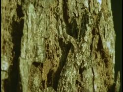 CU Lizard camouflaged against bark, Western Ghats, India Stock Footage