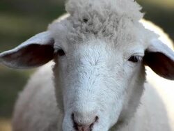 sheep Stock Footage