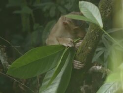 Pig-tailed Macaque feeding on plants Stock Footage