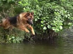 MS TS SLO MO Shot of German Shepherd, Male Leaping into River / Normandy, France Stock Footage