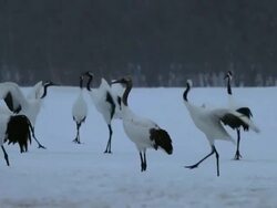 Red crowned Cranes playing in snow fall / Tsurui, Japan Stock Footage