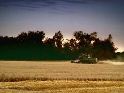 WS View of combine cutting golden wheat at evening / Ortonville, Minnesota, United States Stock Footage