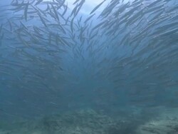 Bigeye barracuda (Sphyraena forsteri) school, La Paz, Sea of Cortez, Mexico Stock Footage