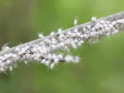 CU PAN Colonly of Woolly Aphids are swaying back and forth on branch / Kitchener, Ontario, Canada    Stock Footage