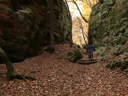 WS Hiker walking in autumn forest  / Kastel-Staadt, Rhineland-Palatinate, Germany Stock Footage