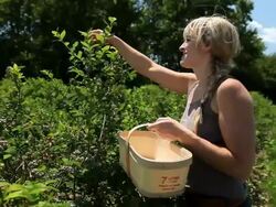MS Happy young lady picking blueberries and placing them in wooden basket and eating someone / Milton, Ontario, Canada Stock Footage