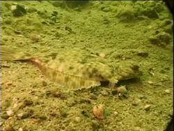 Flatfish swimming through algae, Finnish archipelago, Baltic Sea, Stock Footage