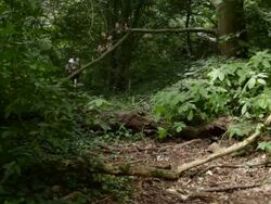 Two male running trough forrest Stock Footage