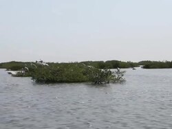 Mangrove Salum Sea Stock Footage