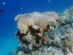 Colorful tropical fish and coral reef on gulf of aqaba Stock Footage