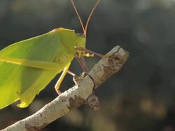 Katydid Bug Stock Footage