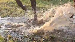 Horse hooves Stock Footage