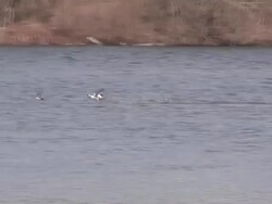 Startled ducks  1080/60i Stock Footage