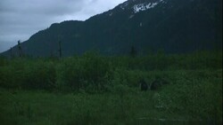 Bears play in a lush meadow. Stock Footage