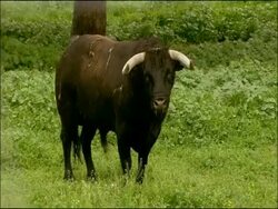 Bull (Bos taurus): Toros Bravos (bullfighting race), Sierra de Andujar, Andalucia, Spain Stock Footage