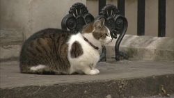Larry the Cat in Downing Street News Clip