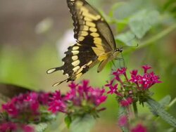 CU Shot of Eastern Tiger Swallowtail butterfly on atop pink flowers / Santa Barbara, California, United States Stock Footage
