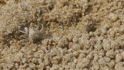 Soldier crab Stock Footage