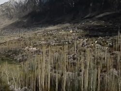 Cherry and apricot blossom in Hunza valley,Pakistan Stock Footage