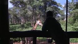 VOICED : La jirafa lucha por supervivir en Africa News Clip