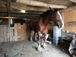 COULD THIS BE THE WORLD'S BIGGEST HORSE Stock Footage