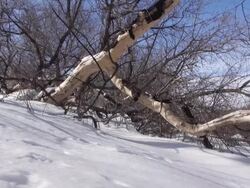 Winter nature background Stock Footage