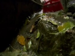 CU TU Shot of sweeper man sweeping leaves in street / Hong Kong, China Stock Footage