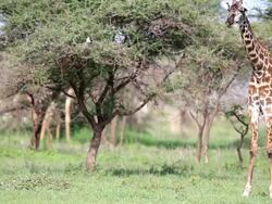 Young Giraffe Grazing Stock Footage