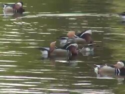 Charlottenburg ducks 3 - HD 1080/60i Stock Footage