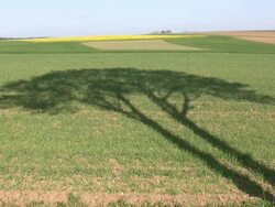 HD: Shadow from tree Stock Footage