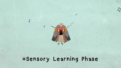 TED-ED: How do birds learn to sing? _ Partha Mitra Instructional Video
