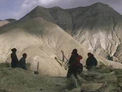 CU Villager collecting barley sheaves / Saldang village, High Himalayas, Upper Dolpo near Tibetan border, Nepal  Stock Footage