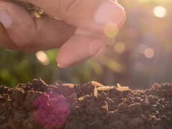 rice seed Stock Footage