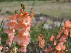 Wild Gladiolus Stock Footage