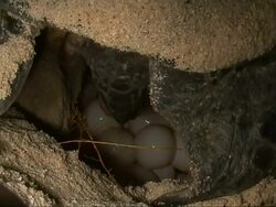 CU Green Turtle laying eggs, rear view, Sangalaki, Indonesia Stock Footage