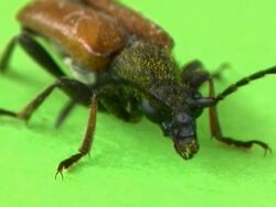 PAL: Beetle Stock Footage