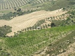aerial view of hilly landscape planed with olive trees Stock Footage