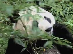 CU Shot of giant panda chewing bamboo / Wenchuan, Sichuan Province, China Stock Footage